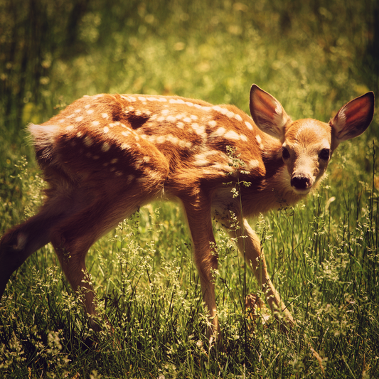 A young deer, crouched strangely in tall grass.