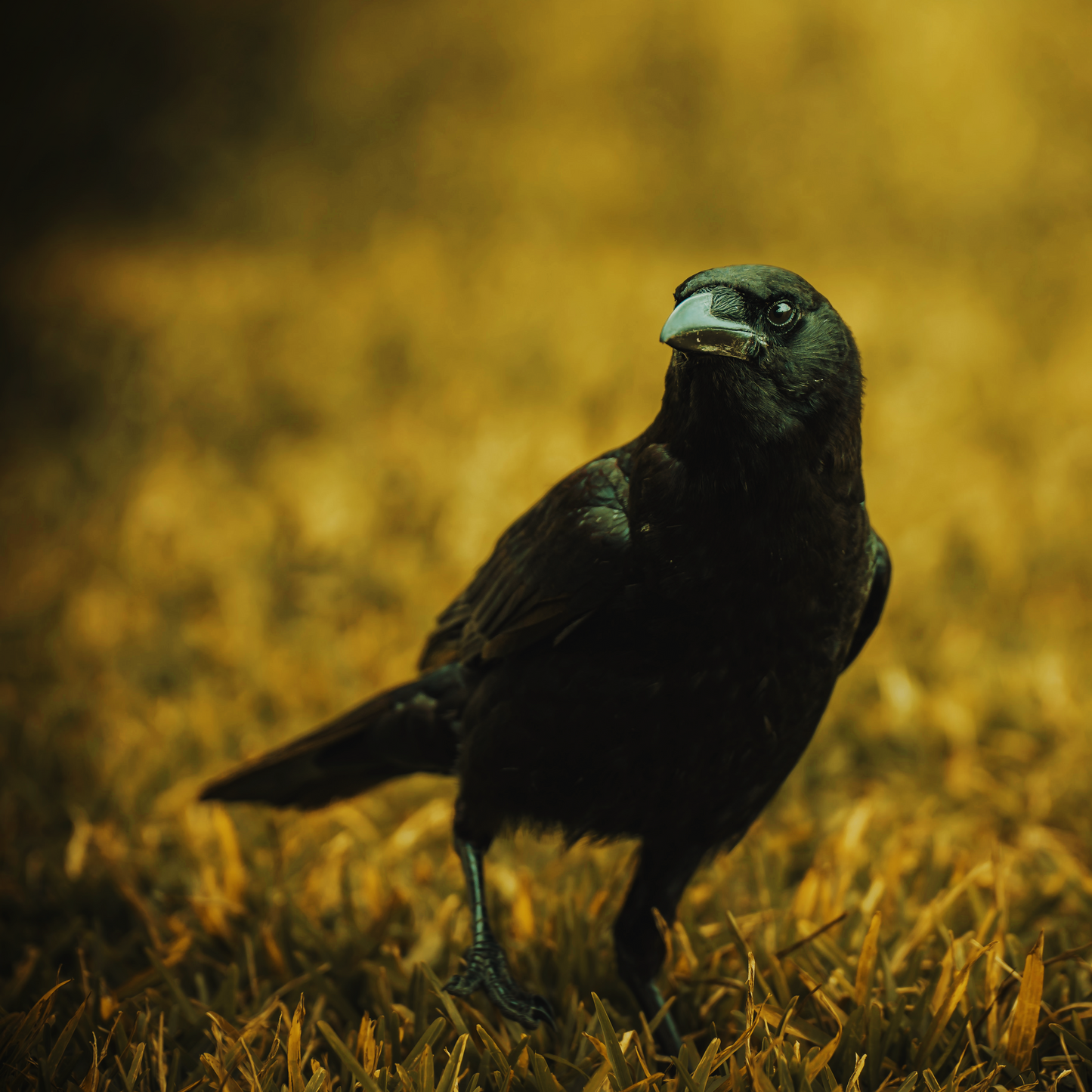 Crow Mother | Perfume Oil