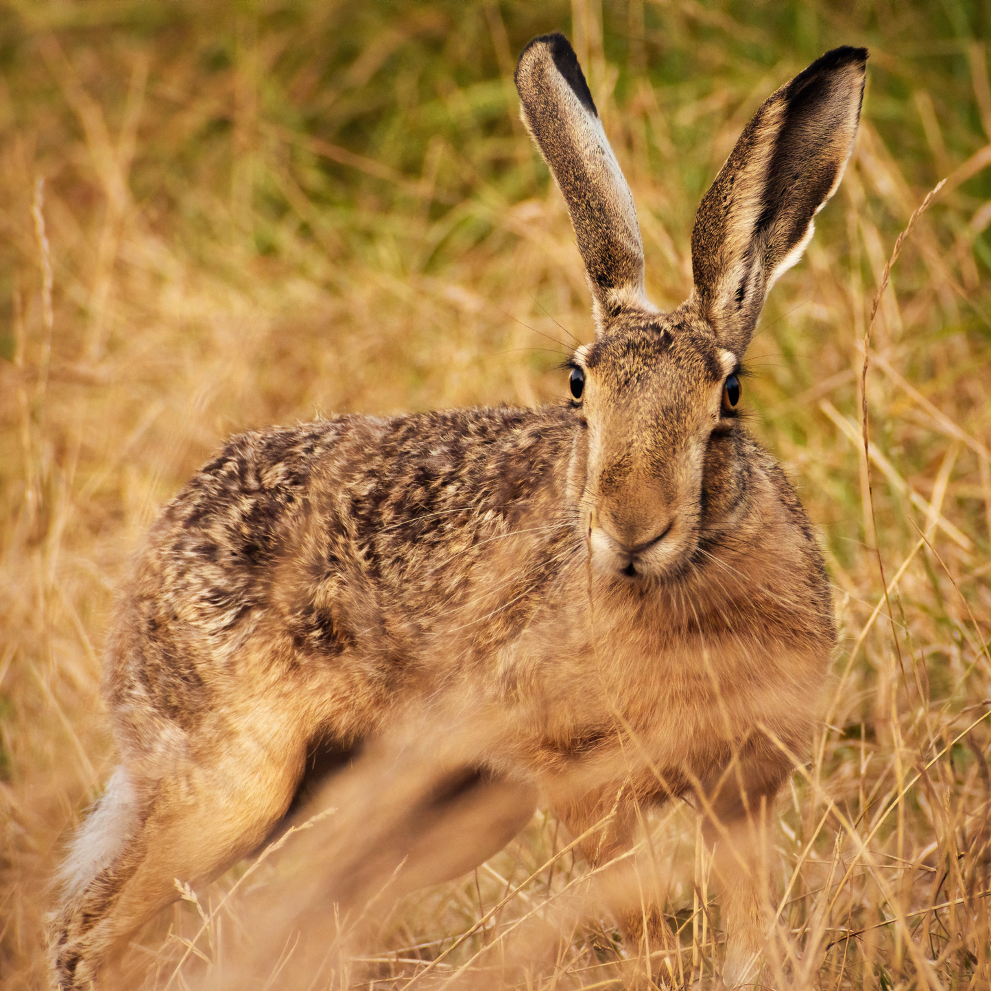 Jackalope | Artisan Perfume