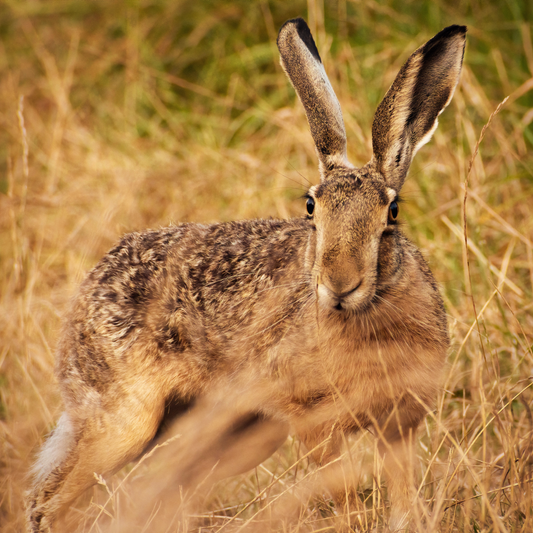 Jackalope | Perfume Oil