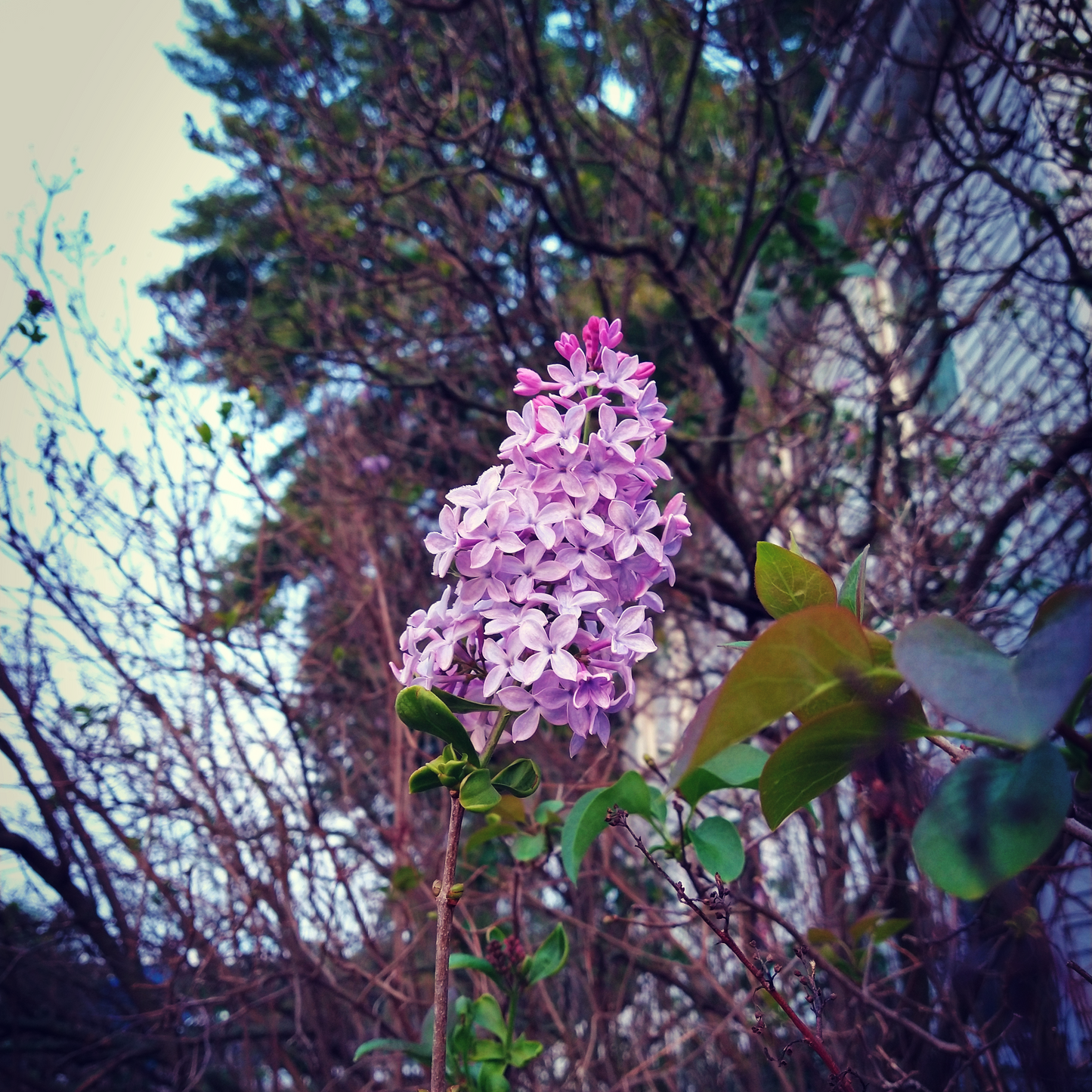 Lilacs In September | Limited Edition Perfume Oil