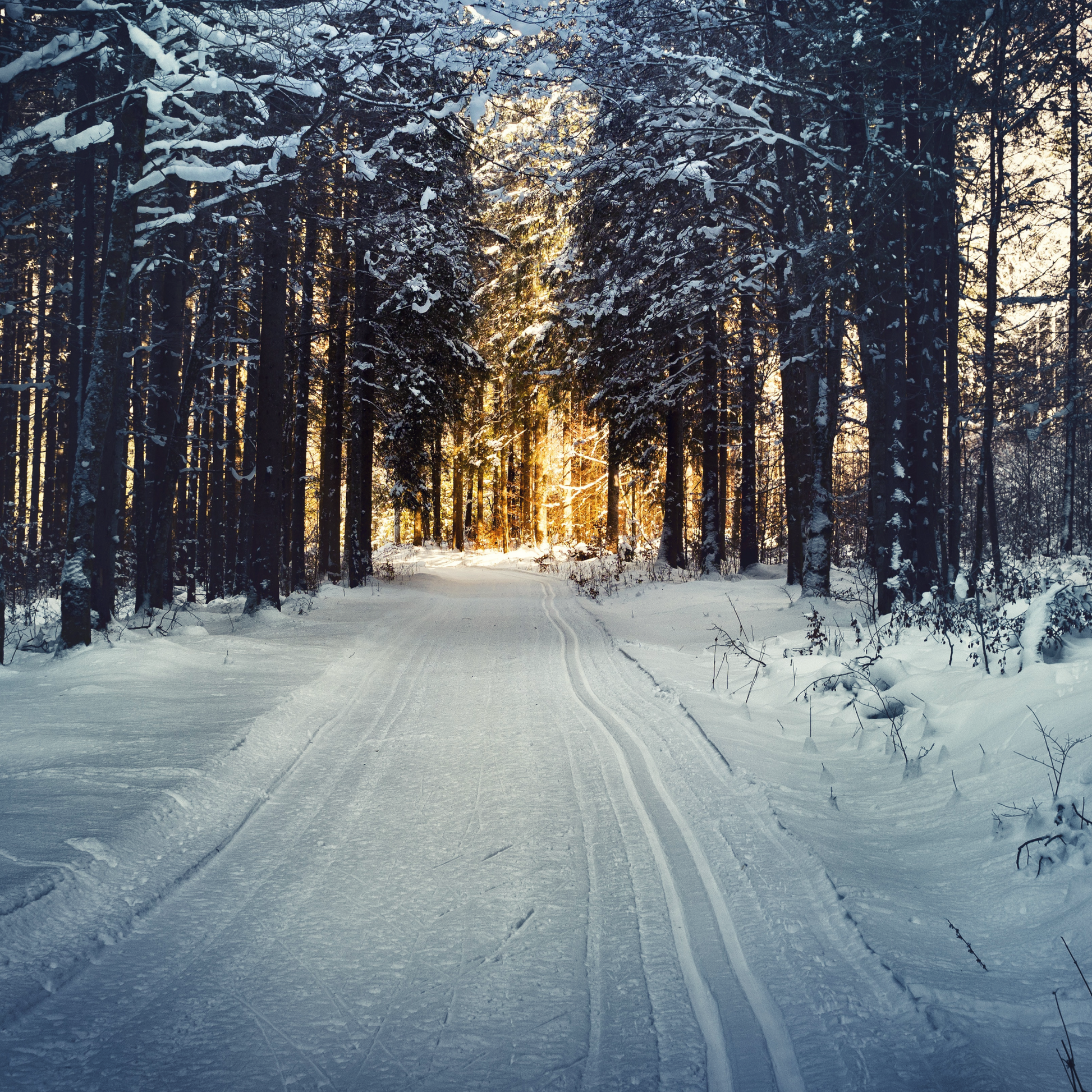 A snow covered road leading to a grove of pine trees, glowing with sunlight.