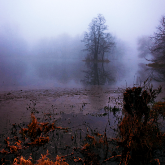A strange and moody swamp, with trees peeking out of the fog.