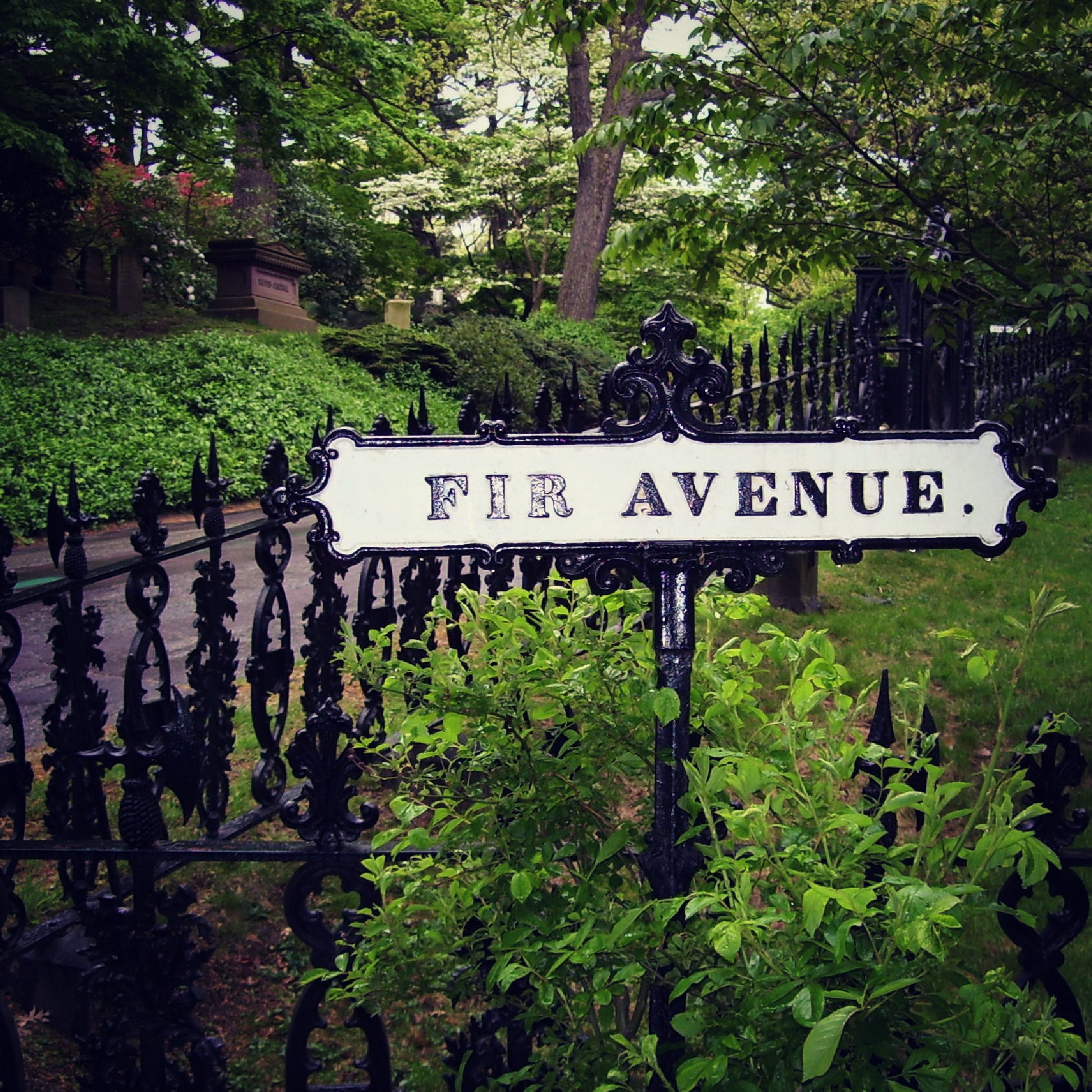 A sign in Mount Auburn cemetery reading "Fir Avenue," surrounded by lush greenery and a wrought iron fence.