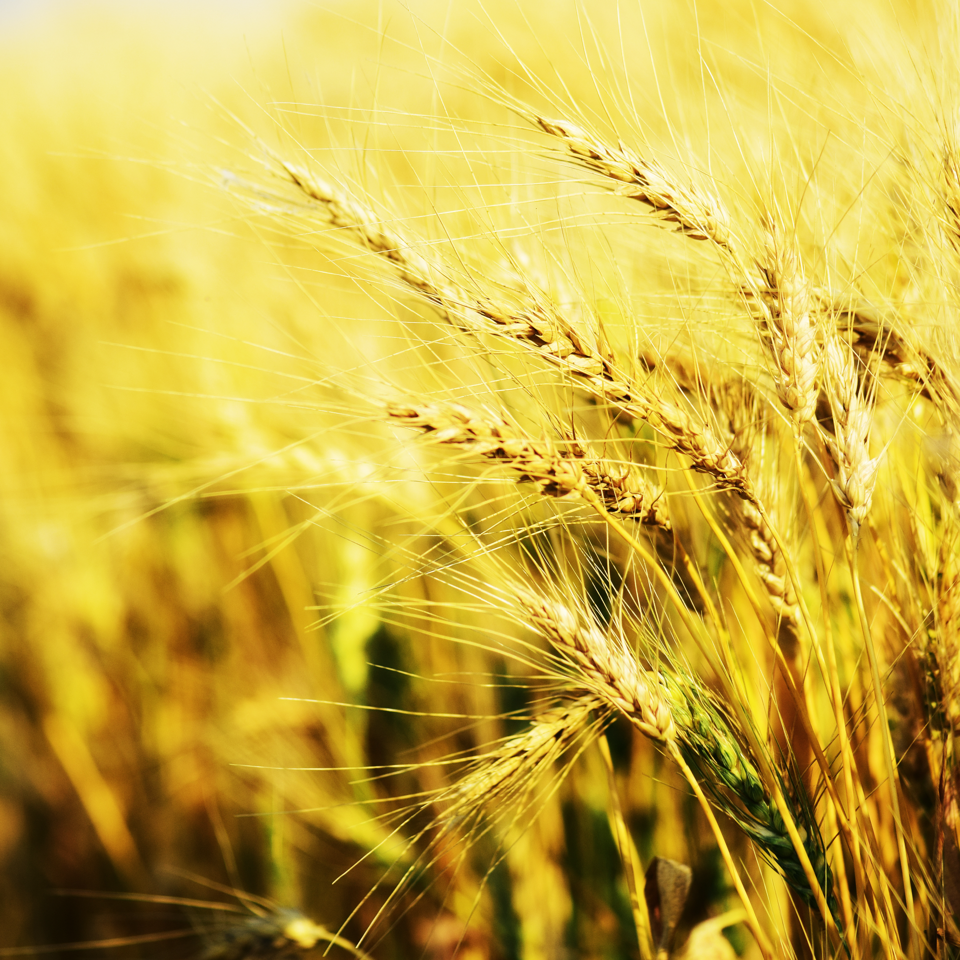 A bright, golden field of wheat.